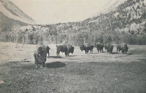 Bison by Unbekannt