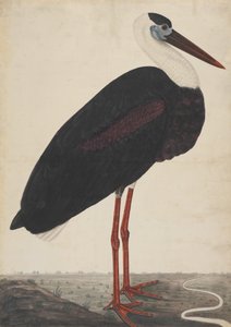 Black Stork in a Landscape by Unbekannt