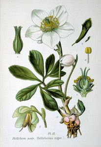 Black Hellebore, 1893 by Unbekannt