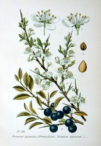 Blackthorn