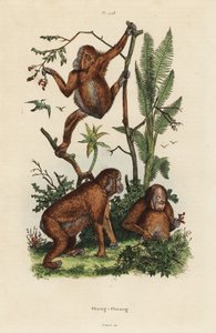 Bornean Orangutans