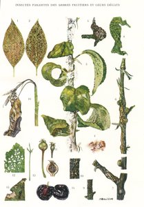 Botanical Board, Fruit Tree Parasites