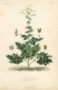 Bugbane or cohosh