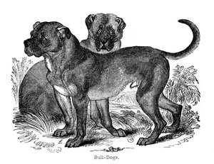Bulldog, 1848 by Unbekannt