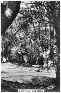 Burnham Beeches, Buckinghamshire by Unbekannt