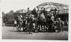 Camel ride, c 1930 by Unbekannt