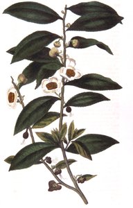 Camellia Sinensis - Tea Plant