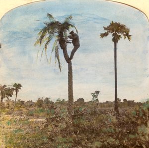 Captain Osman Shooting from a Tree with the Aid of Straps, India by Unbekannt