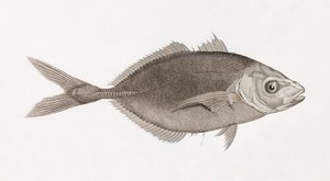 Caranx Lune, Close-Up by Unbekannt