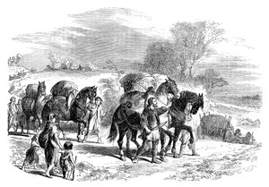 Carrying bread to London on pack-horses, c1895