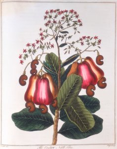 Cashew Nut - Anacardium Occidentale by Unbekannt