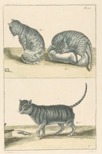 Cats