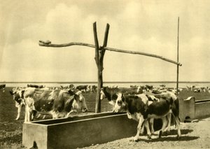 Cattle drinking at a trough, Burgenland, Austria, c1935 by Unbekannt