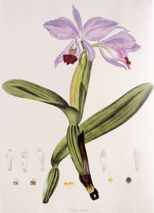 Cattleya Labiata by Unbekannt