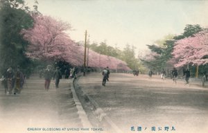 Cherry Blossoms At Uyeno Park Tokyo