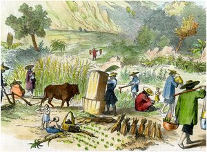 Chinese harvest, Hong Kong, c1875