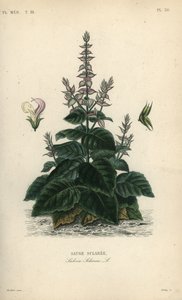 Clary sage by Unbekannt