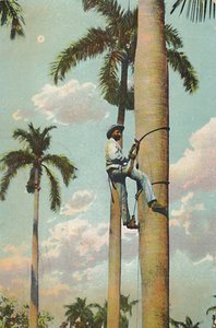 Climbing the Royal Palm by Unbekannt