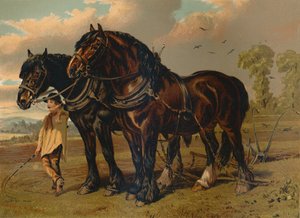 Clydesdale Stallion & Mare