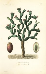 Cochineal cactus, Nopalea cochenillifera, Opuntia cochenillifera by Unbekannt