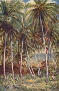 Coco-Nut Palms in Northern Queensland