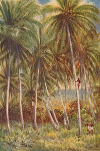Coco-nut Palms
