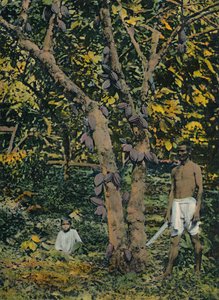 Cocoa in Full Bearing, Trinidad and Tobago, c1914 by Unbekannt