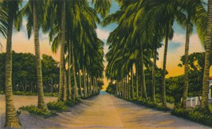 Coconut Avenue, Barranquilla