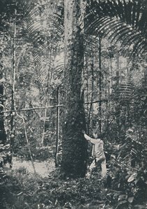 Collecting Rubber