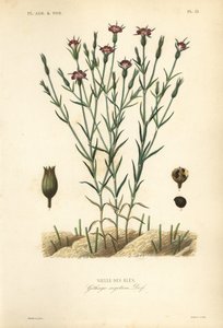 Common corn-cockle, handcoloured steel engraving