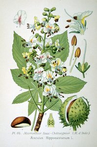 Common Horse Chestnut