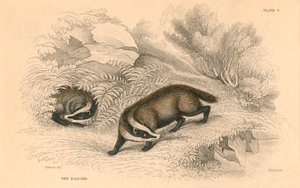 Common or Eurasian Badger, 1828