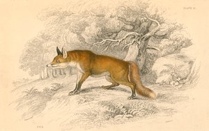 Common or red fox (Vulpes vulpes)