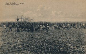 Cutting Sugar Cane, Cuba by Unbekannt