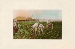 Tobacco Plantation, c1910 by Unbekannt