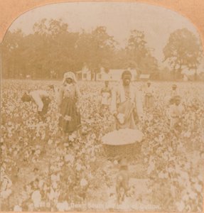 Cotton-Picking by Unbekannt