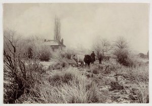 Cows in a frosty field, c 1890 by Unbekannt