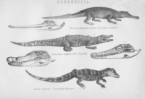 Crocodilia