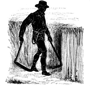 Crop rotation: reaping with a Hainault Scythe