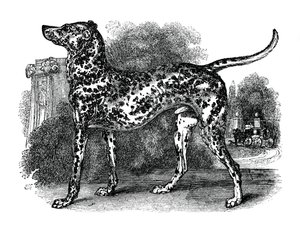 Dalmatian Dog, 1848 by Unbekannt