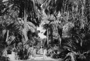 Date palms, Palermo, Sicily, Italy