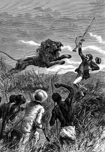 David Livingstone, Scottish missionary and African explorer, being charged by a lion, c1860