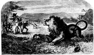 David Livingstone, Saved from a Lion by Mebalwe, a Native Schoolmaster by Unbekannt