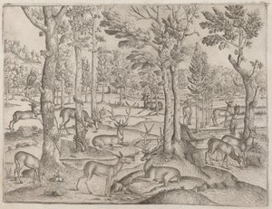 Deer in the Forest
