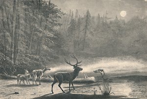 Deer on Lake St. Regis, at Night by Unbekannt