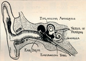 Delicate Mechanism of the Ear, c1934 by Unbekannt