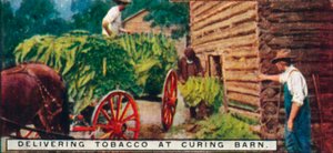 Delivering Tobacco at Curing Barn by Unbekannt