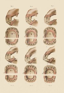 Description of Plate Showing the Age, As Indicated By The Teeth by Unbekannt