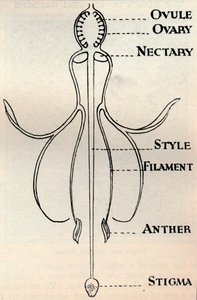 Diagram of a Fuchsia Flower, Showing the Mechanism Employed to Produce Seeds
