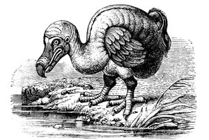 Dodo by Unbekannt